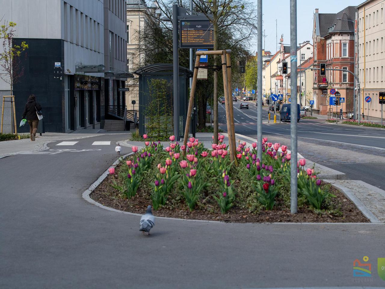 Olsztyn w wiosennym wydaniu. W mieście jest coraz piękniej [GALERIA]