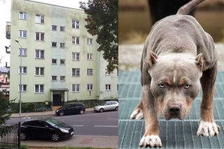 Przemyśl: Chłopiec pogryziony przez amstaffa nie żyje. Zmarł w szpitalu w Katowicach!