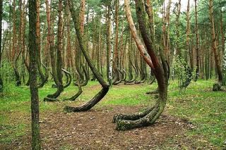 Krzywy las pod Gryfinem - zdjęcia. Jak powstał?