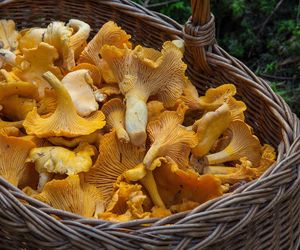 Kurki w sklepach w coraz niższych cenach. Jak przygotować grzyby, by cieszyć się ich smakiem zimą?