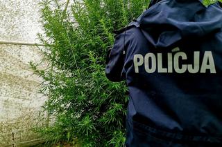 Zlikwidowana uprawa konopi 