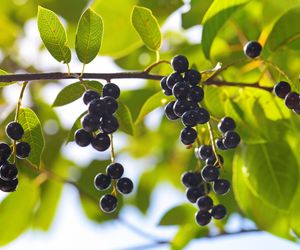 Czeremcha - co zrobić z owoców czeremchy zwyczajnej i amerykańskiej?