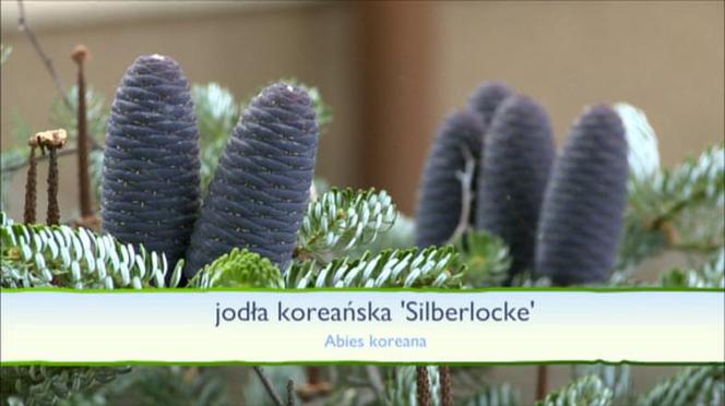 Jesień w ogrodzie: jakie rośliny upiększą nasz ogród jesienią?