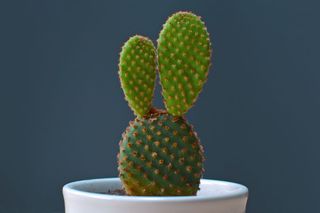 Opuncja drobnokolczasta - Opuntia microdasys