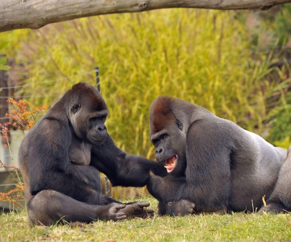 Warszawskie ZOO. Goryl M’Tonge Mutek