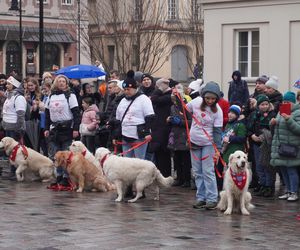 Golden Retriever WOŚP w Poznaniu