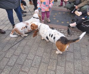 33. Finał WOŚP z grupą krakowskich Golden Retrieverów