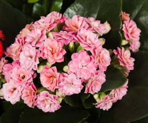 Kalanchoe