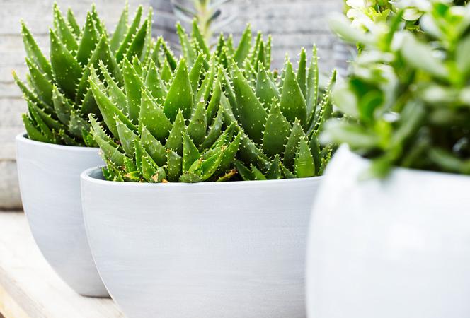 Aloes