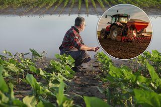 Ulewy i przymrozki zniszczyły uprawy. Rolnicy załamani