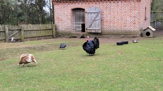 Magiczne miejsce na Mazurach warte odwiedzenia. Można poczuć się jak w dawnych czasach [ZDJĘCIA]