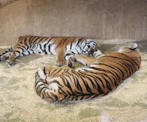 Rodzina tygrysów amurskich (syberyjskich) w Śląskim ZOO