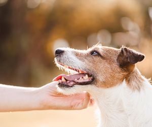 Fajne imiona dla psów