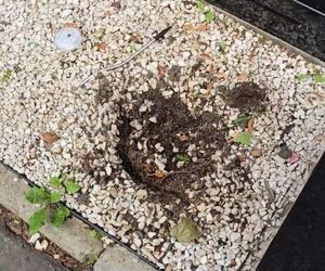 Złodziej na grobie syna Sylwii Peretti. Szok, co zabrał!