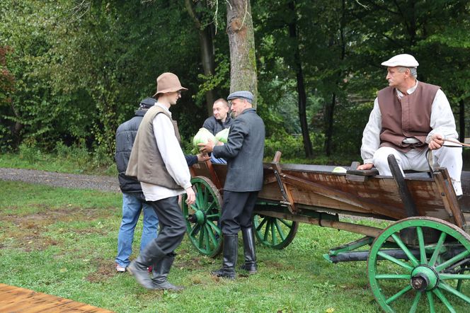 Tak ongiś siekano kapustę w woj. lubelskim. „Obieraczki kapuściane” w Muzeum Wsi Lubelskiej