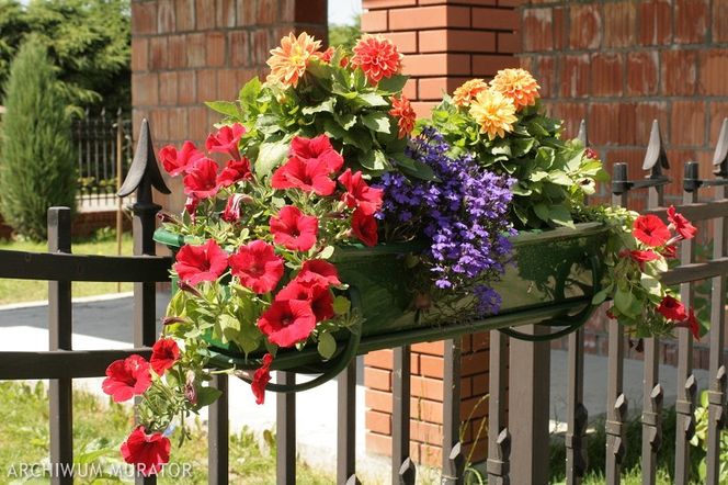 Nawożenie roślin balkonowych. Kiedy, czym i jak nawozić kwiaty na balkonie