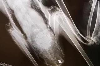 Operacja bociana Zuzi w Przemyślu