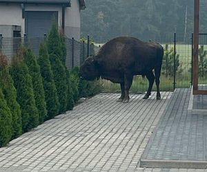 Żubr odwiedził Tulce pod Poznaniem