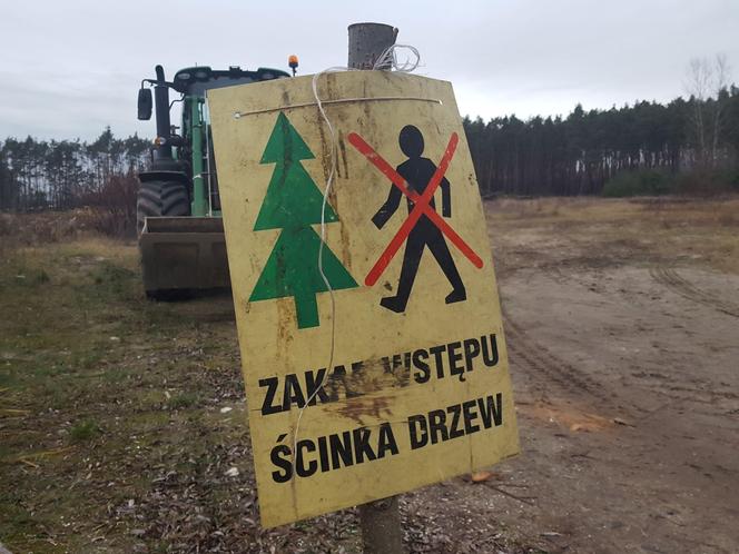 ​Wycinają sosny na ulicy Geodetów w Lesznie. Co tam powstanie? 