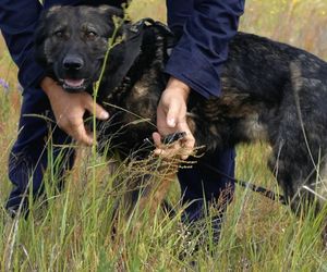 Policjanci i ich psy służbowe walczyli o tytuł! Kto okazał się najlepszy?