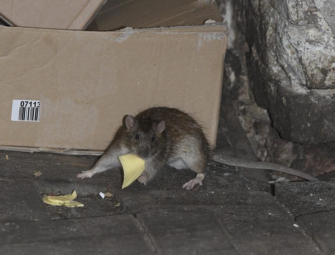 Plaga szczurów na Woli