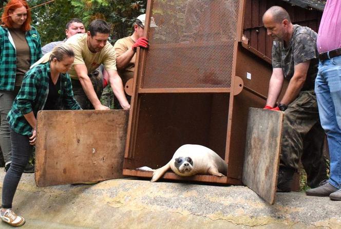 Foki pospolite w płockim zoo