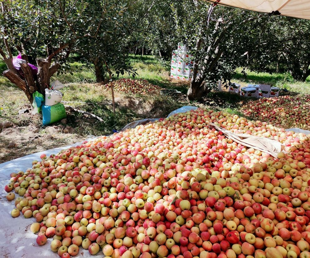 Godzinę od Warszawy leży „największy sad Europy”. To tu zabłądził sam król Kazimierz