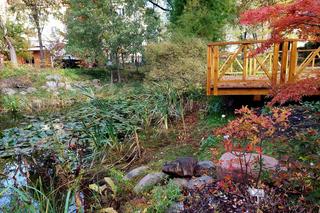 Chodźcie z nami na spacer po Ogrodzie Botanicznym UKW w Bydgoszczy. To ostatnia szansa!