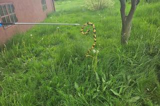 Oświęcim. Wąż straszył dzieci i dorosłych, okazał się zabawką