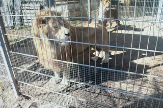W klatkach przy domu trzymał lwy i tygrysa. Są nowe informacje z prokuratury
