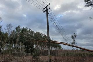 Wichury w Lubuskiem. Powalone drzewa, zniszczone samochody i brak prądu [ZDJĘCIA]