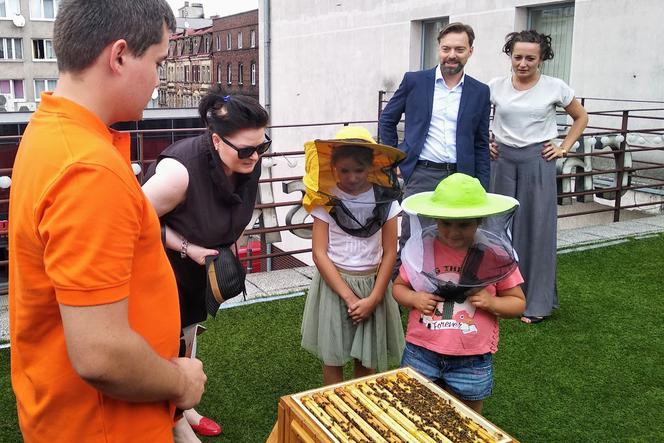 Pszczoły z Chorzowa. Około 100 tys. sztuk w samym centrum miasta