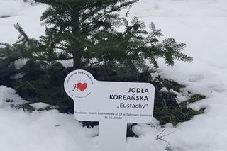 Drzewa dla sosnowieckiego hospicjum