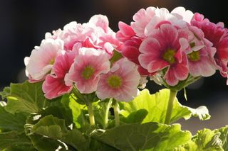 Pierwiosnek kubkowaty