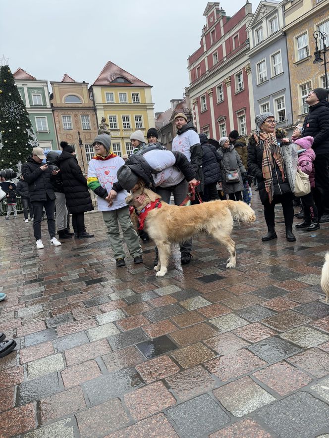 Golden Retriever WOŚP w Poznaniu