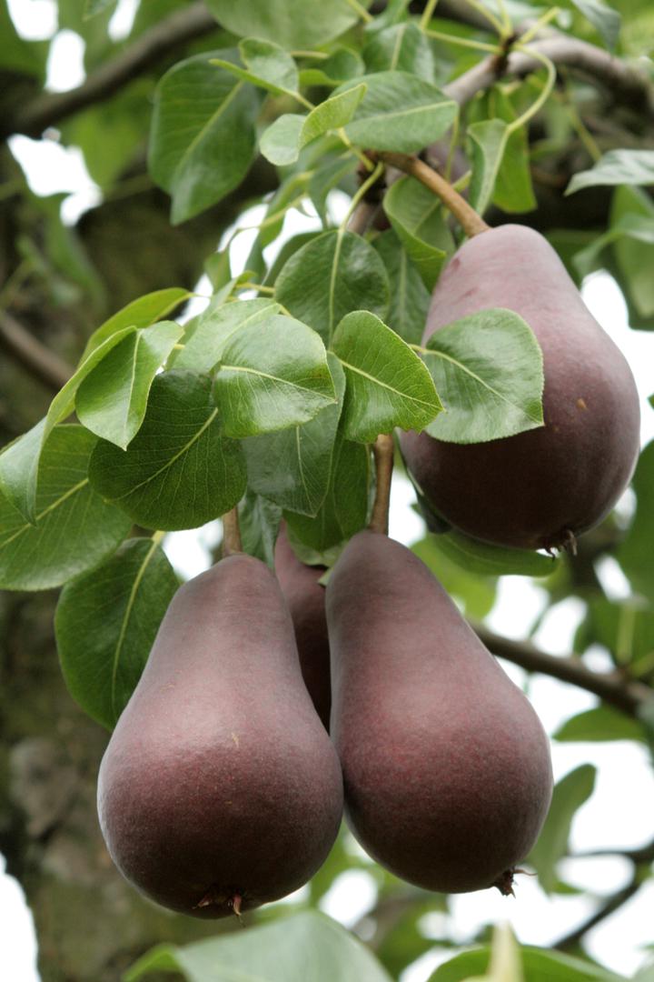 Grusza Red Faworytka Starkrimson Pyrus Communis Urzadzamy Pl