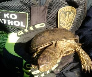 Szczęśliwy los żółwia z piwnicy 