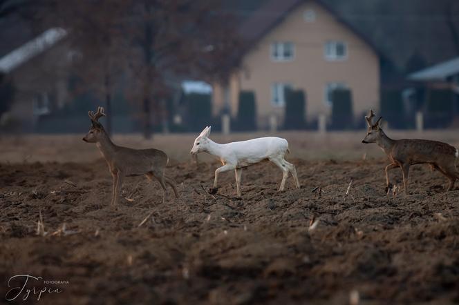 Sarna albinos widziana w okolicy Dębicy! Piękne zdjęcia przy zachodzącym słońcu