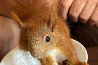 Gucio przyszedł z lasu i się zadomowił, wychodzi, kiedy chce, ale wraca punktualnie na obiad. Ot, zwyczaje wiewiórek 