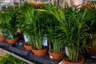 Rośliny z supermarketu - sprawdź, na co trzeba uważać. Czy warto kupować rośliny w supermarketach?