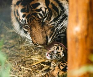 Cztery tygrysy sumatrzańskie z wrocławskiego zoo otrzymały imiona