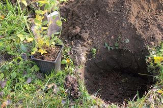 Borówka amerykańska: czarne plamy na liściach [Porada eksperta]