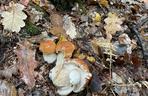 Trwa wysyp grzybów w woj. lubelskim