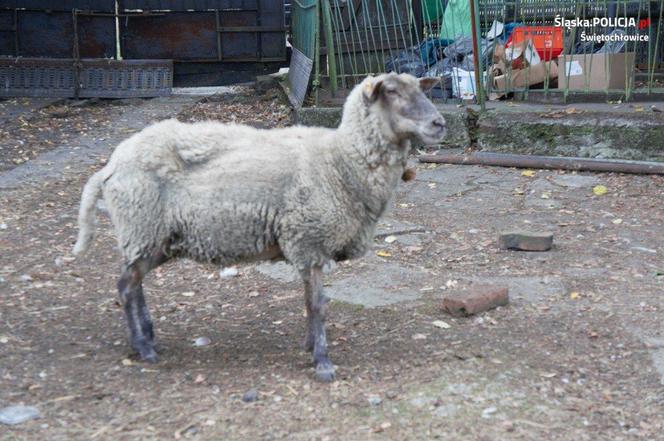 Na terenie Świętochłowic zrobili sobie mini-zoo. Zwierzęta były strasznie zaniedbane