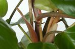 Filodendron