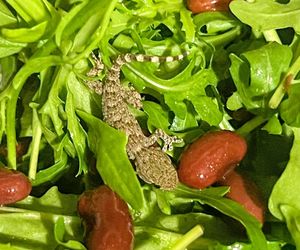 W opakowaniu rukoli znaleziono żywego gekona