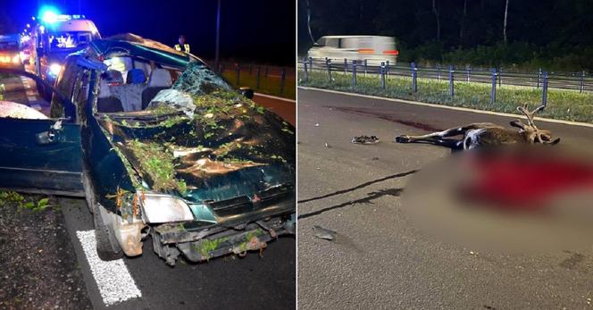 Mitsubishi rozbite, łoś zabity. Potworny wypadek w Wawrze, dwoje dzieci w szpitalu