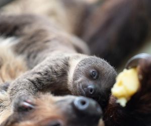 W łódzkim zoo przyszedł na świat leniwiec