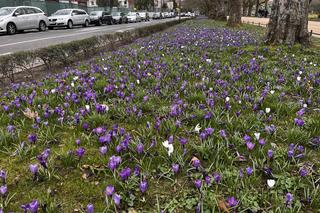 Krokusy w Szczecinie 