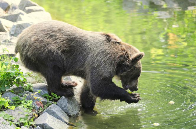 Zoo Wrocław: Niedźwiedzie brunatne